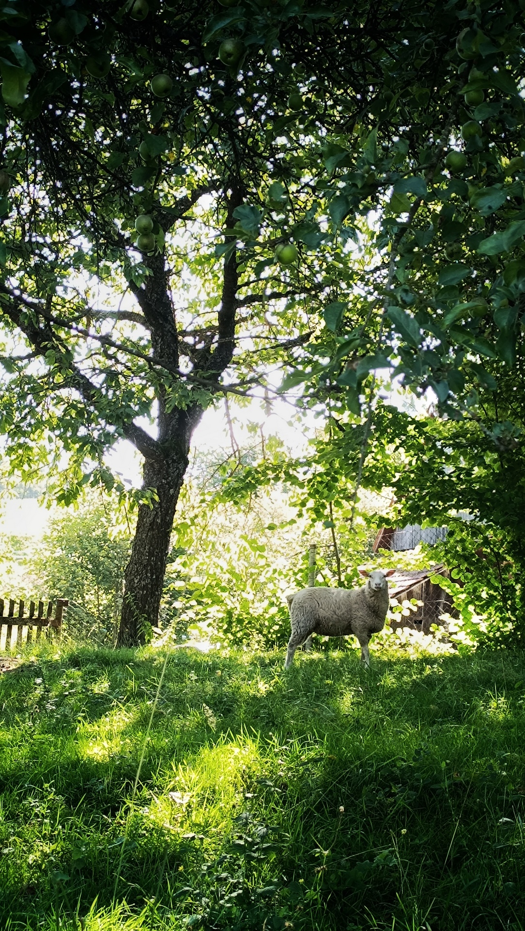 Chalupa U Trnky Valašsko - ovce